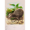 Kiwi Bird Prestige Tea Towel