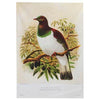 Wood Pigeon Prestige Tea Towel - The Red Dog Gift Shop NZ